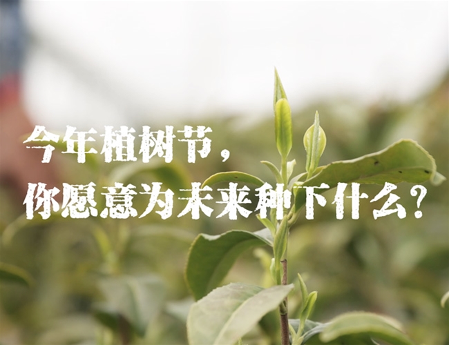 植树节