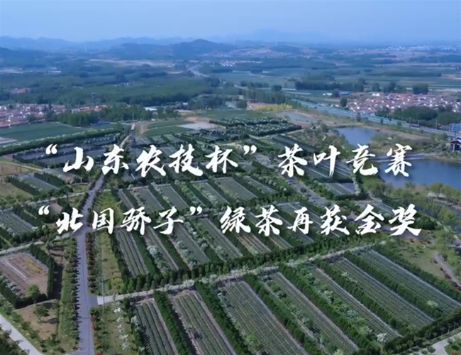 北国骄子“绿茶再获金奖
